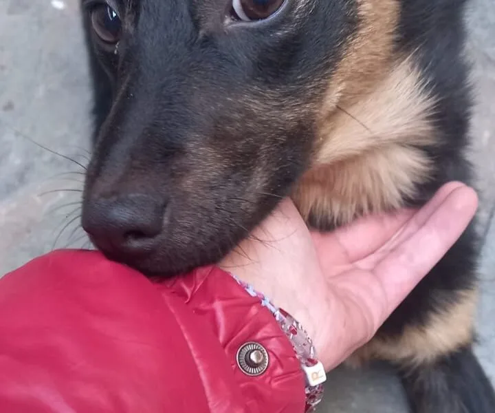 Busca Hogar! tamaño mediano chico, cariñosa y juguetona.