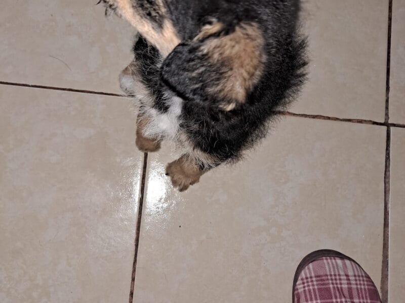 Cachorritas mestizas