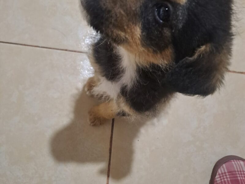 Cachorritas mestizas