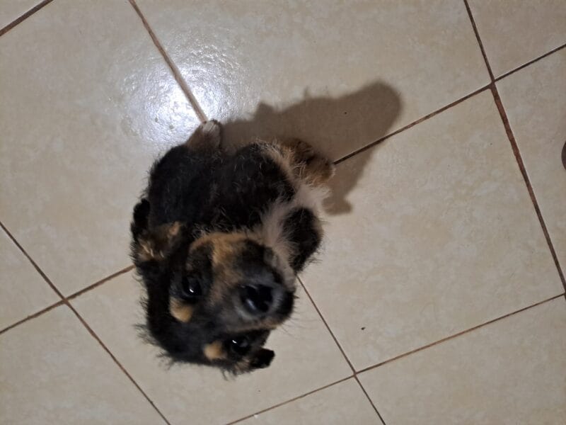 Cachorritas mestizas
