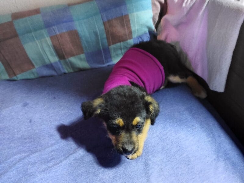 Cachorritas mestizas