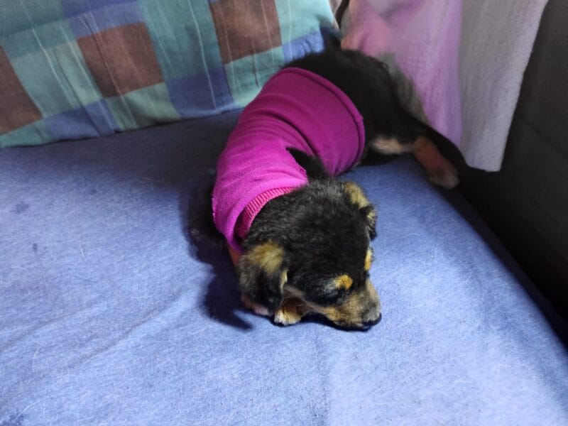 Cachorritas mestizas