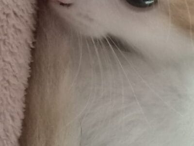 Gatito naranja en adopción
