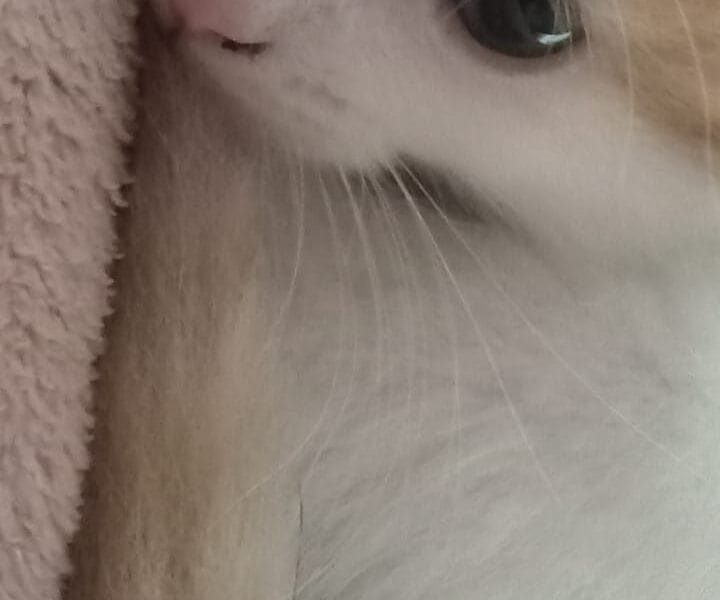 Gatito naranja en adopción