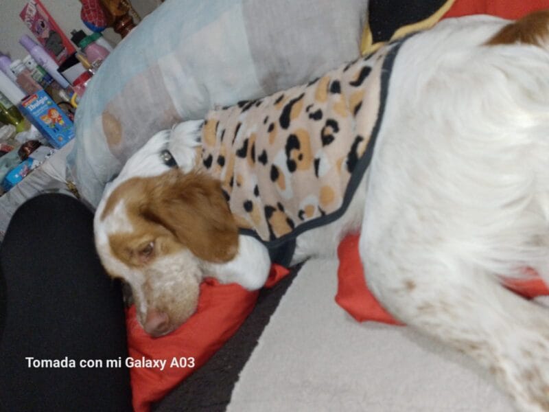 Perro