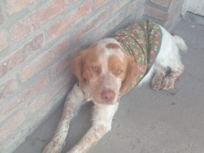 Perro