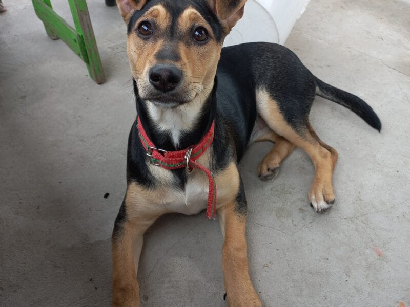 Perrita en adopción 7 meses