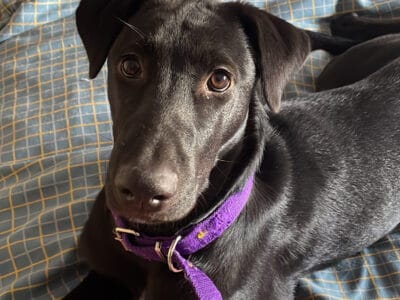 CACHORRA EN ADOPCIÓN