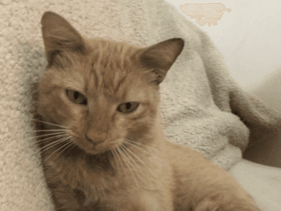 Gatito de un año busca hogar