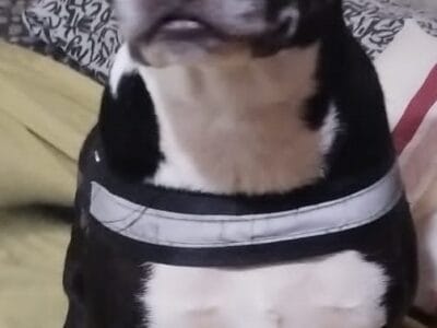 Doy perro mezcla Pitbull a persona responsable que pueda tenerlo es muy guardián está castrado tiene 4 años y todas las vacunas no lo puedo tener porque mi casa es muy chica y necesita lugar para correr al aire libre pesa aprox 28 kilos