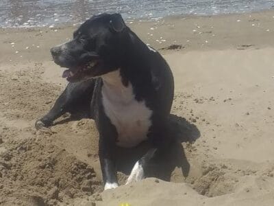 Doy en adopción a persona que tengo espacio y buen corazonno puedo t