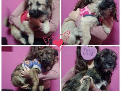 Cachorros de 5 meses, hermosos y super cariñosos!!!