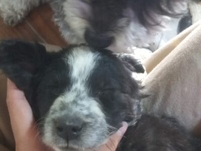Perrita de apox. 1 mes o 2 meses