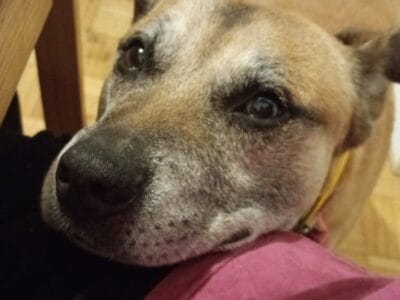 Perro en adopción