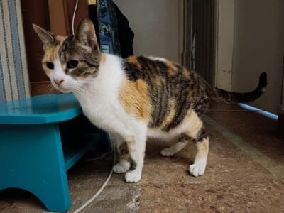 Moshi adopcion