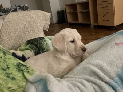 Doy en adopción a labradora hermosa