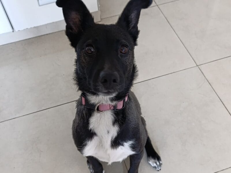 LUNA 2 AÑOS