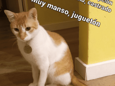 Gato en adopcion. ADOPTADO