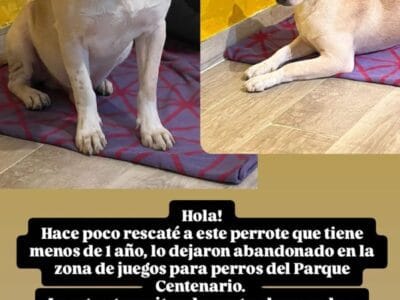 Perrito abandonado en adopcion o transito URGENTE