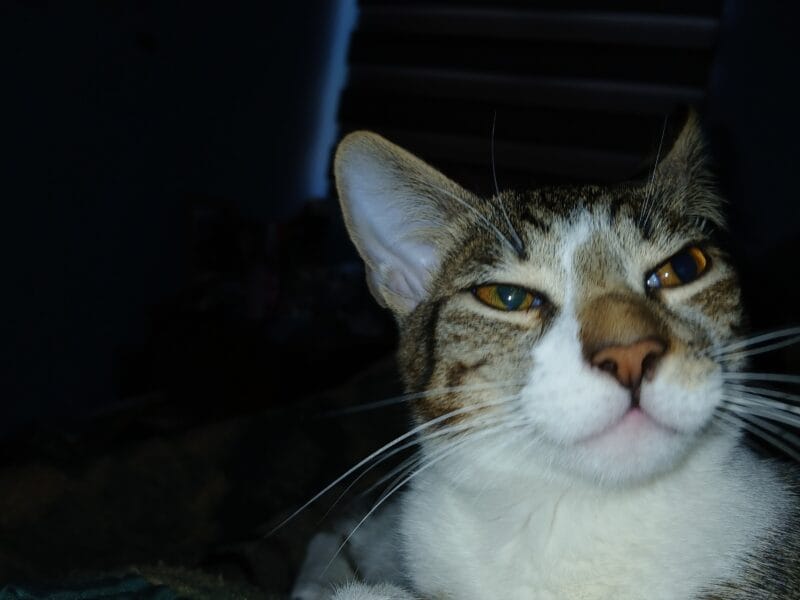 adopcion de gato