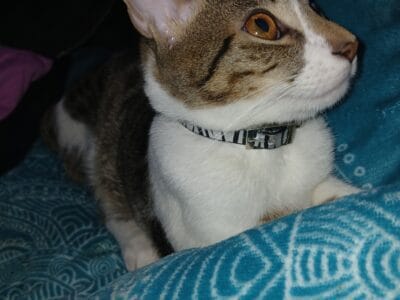 adopcion de gato