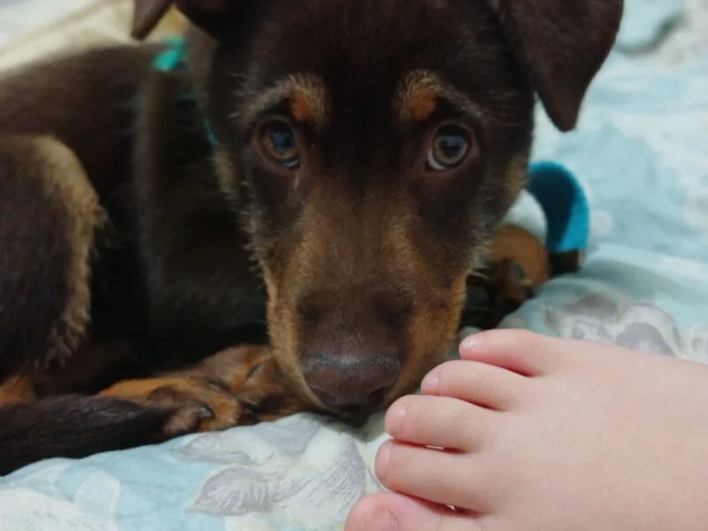 Rocco en adopción