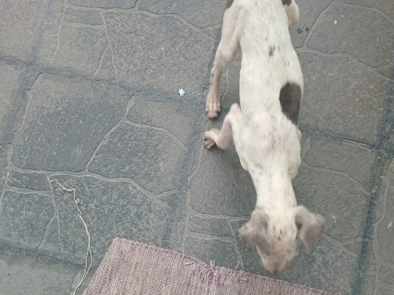 Cachorra hembra en adopción