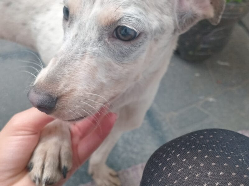 Cachorra hembra en adopción