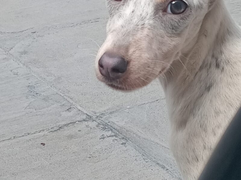 Cachorra hembra en adopción
