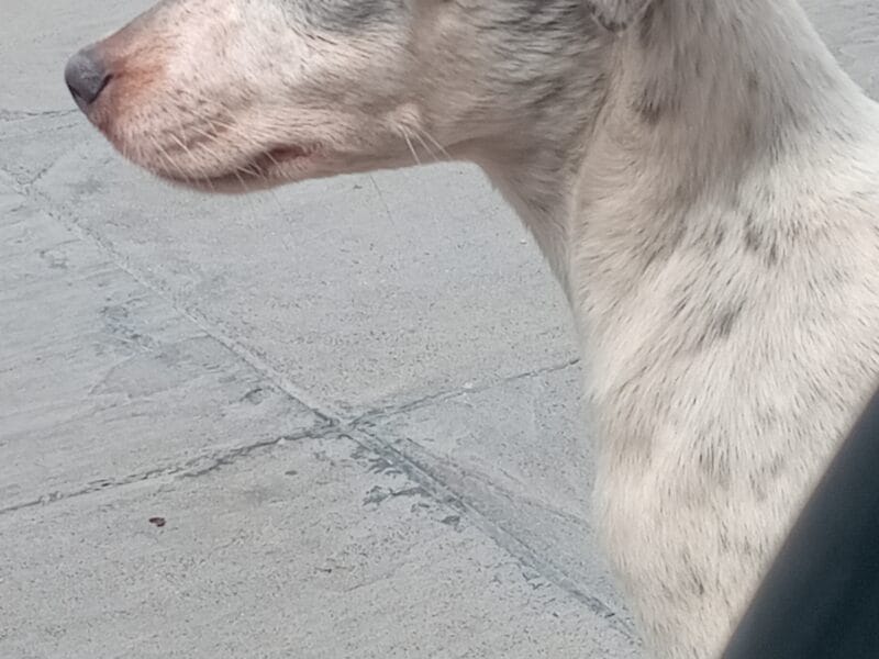 Cachorra hembra en adopción