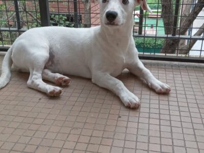 Lali