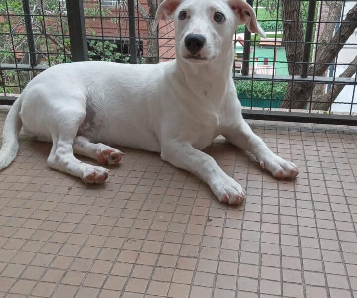 Lali