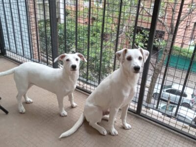 Pepito y Lali