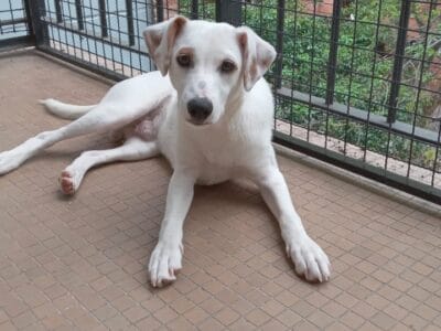 Pepito