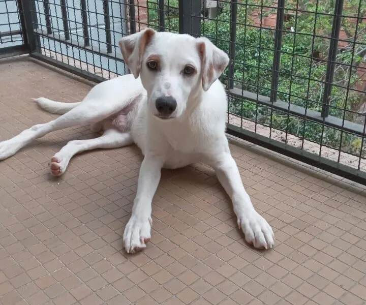 Pepito