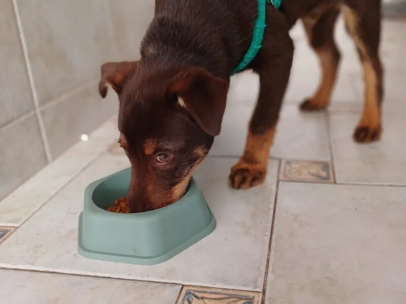 Rocco en adopción