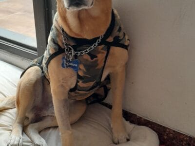 Perrazo en Adopcion