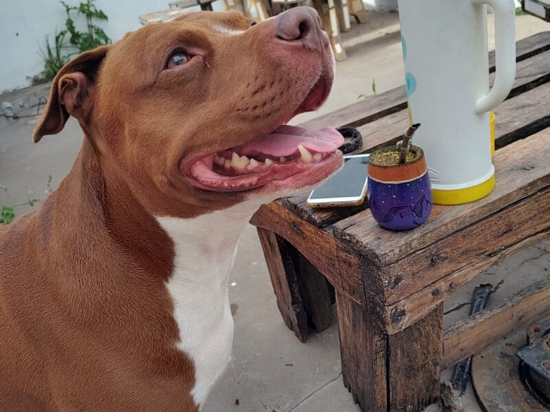 Perrito cariñoso