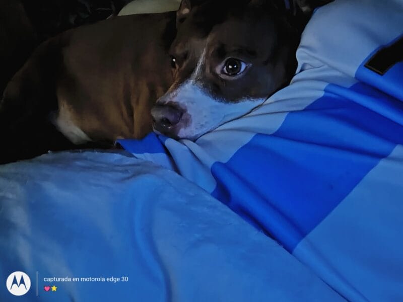 Perrito cariñoso