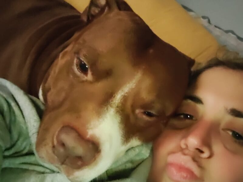 Perrito cariñoso