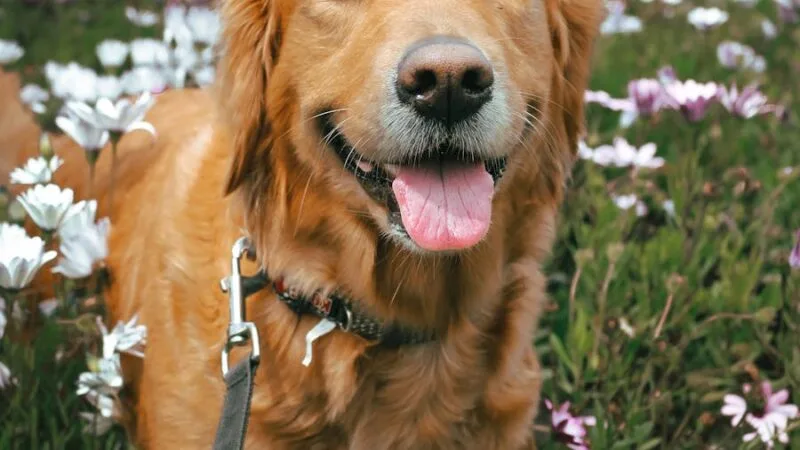A Dog on a Flower Field