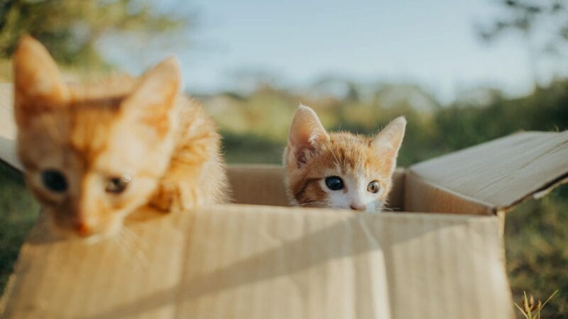 Kittens in Box
