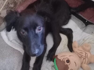 Cachorro doméstico