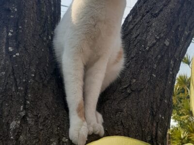 Gatita en adopción