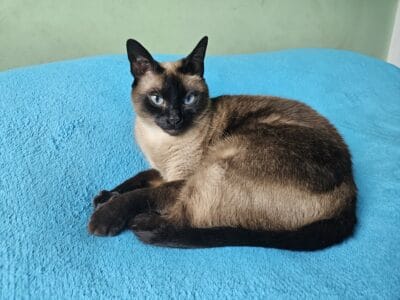 Gata siamesa en adopción (solo a personas amantes de los animales)