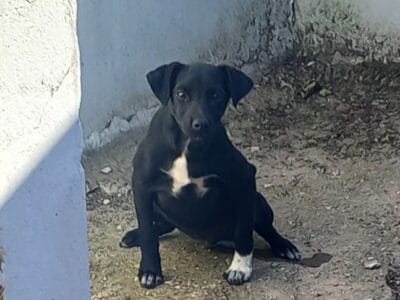 Perra negra