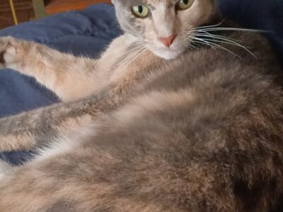 Gata Adulta en Adopción