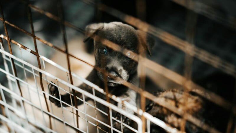 Puppy Dog Standing in Cage