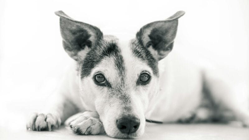 Grayscale Photography of Dog