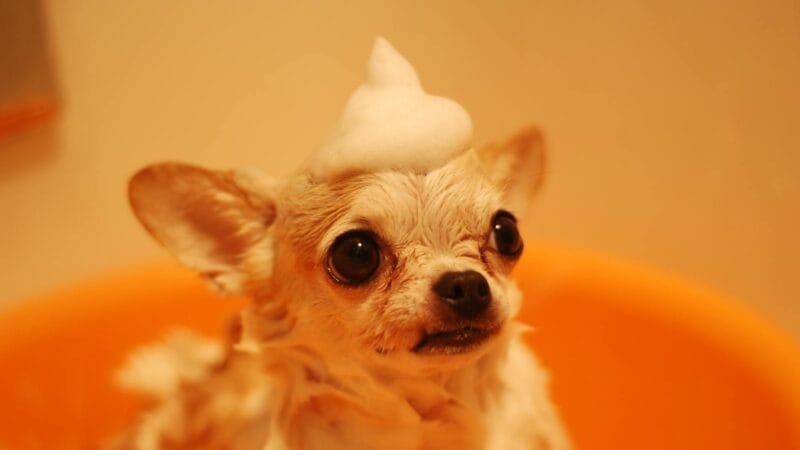 Brown Chihuahua